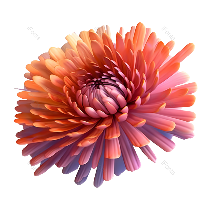 节日图片,元素元素,菊花PNG,秋天免抠素材